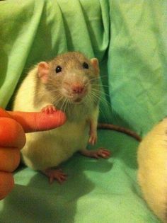 a hand is pointing at a rat on the ground next to another rat in a green blanket