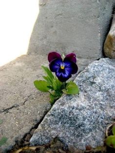 a purple flower sitting on top of a rock