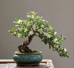 a bonsai tree with white flowers in a green pot