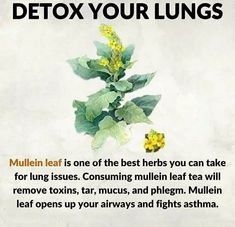 Mullein Leaf, Herbal Remedies Recipes, Medical Herbs, Herbal Recipes, Herbs For Health