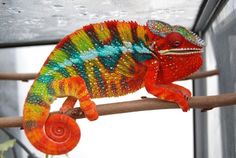 a colorful chamelon sitting on top of a tree branch