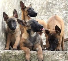 four puppies are sitting on the ledge together