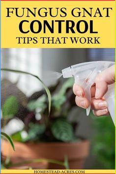 a hand holding a spray bottle with the words funguss gnat control tips that work