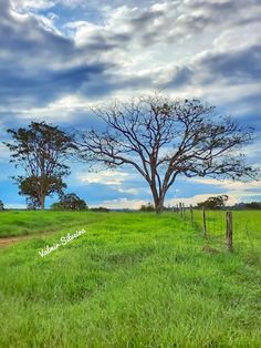 two trees in the middle of a grassy field under a blue sky with white clouds