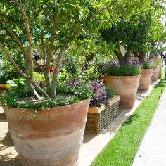 several large planters are lined up along the sidewalk