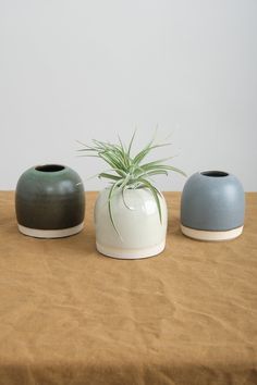 three vases sitting on top of a table with a plant in one pot and an air plant in the other