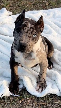 a dog sitting on top of a white blanket