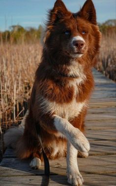 a brown and white dog sitting on top of a wooden dock next to tall grass