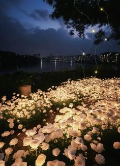 some white flowers and lights in the grass