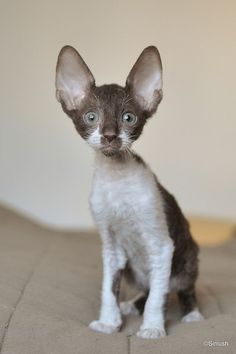 a small kitten sitting on top of a bed next to a white and brown wall