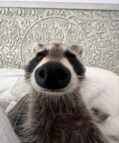 a close up of a raccoon laying on top of a bed next to a wall