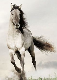 a horse running in the grass on a white brick wall with clouds and sky behind it