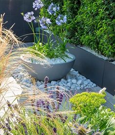 a garden filled with lots of plants and rocks