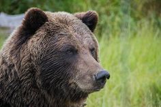 a large brown bear standing next to tall grass and trees with its eyes closed in front of the camera