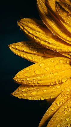 water droplets on the petals of a sunflower