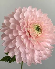 a pink flower with green leaves in a vase