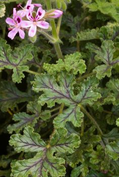 some pink flowers and green leaves on a plant