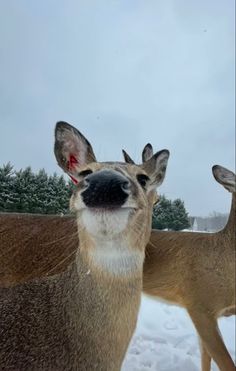 two deer standing next to each other in the snow