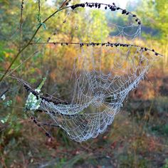 a spider web hanging from a tree branch in the middle of some grass and trees