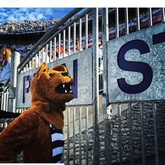 a person in a bear costume standing next to a fence at a football game with people watching from the bleachers