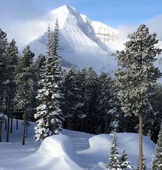 a snow covered mountain with trees in the foreground