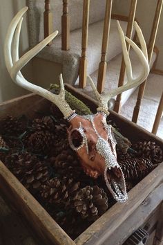 a deer skull in a wooden box filled with pine cones