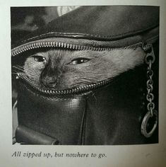 a black and white photo of a cat in a purse