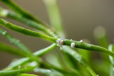 small white flowers are growing on a green plant with drops of water in the background