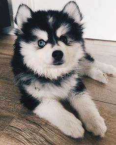 a black and white husky dog laying on the floor looking at the camera with blue eyes