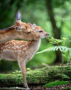 two baby deer standing next to each other in the forest