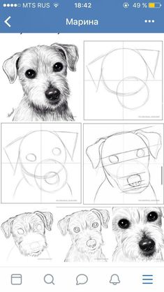 an iphone screen showing how to draw a dog's face and the steps in which it