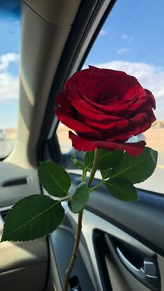 a red rose sitting in the passenger seat of a car