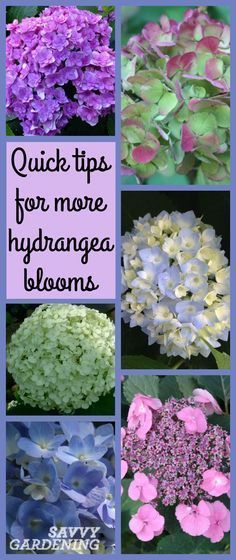 flowers with the words quick tips for more hydrangea blooms on it and below them