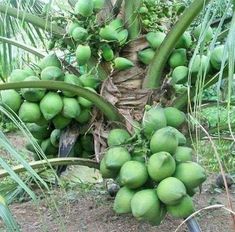 a bunch of green coconuts hanging from a tree