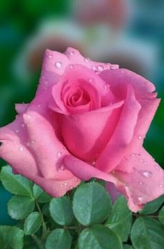 a pink rose with water droplets on it