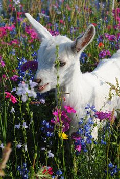 a goat is standing in the middle of some wildflowers and has an instagram