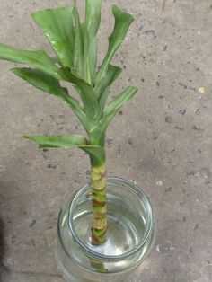 a green plant in a glass vase on the ground