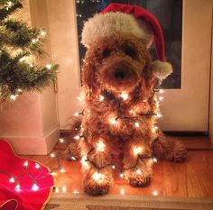 a dog wearing a santa hat sitting in front of a christmas tree with lights on it