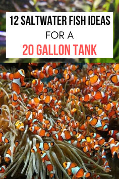 an underwater tank filled with small orange and white fish