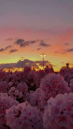 pink flowers are blooming in front of the setting sun on a cloudy day with street lights