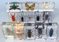 six different types of bugs and insects in glass containers