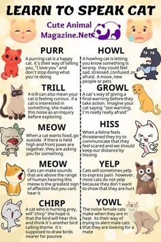 a poster with cats and kittens in different languages, including the words learn to speak cat