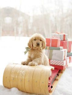 a dog is sitting on a sled with presents