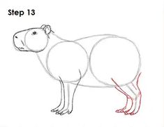 how to draw a capybara step by step with pictures for kids and beginners