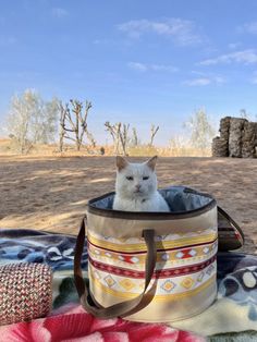 a white cat sitting inside of a bag on top of a blanket in the desert