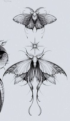 three different types of moths on a white background, each with wings and antennaes