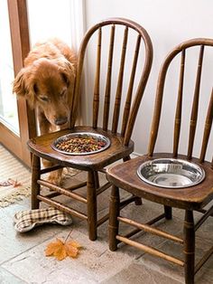 a dog standing next to two wooden chairs with food in their bowls on the floor