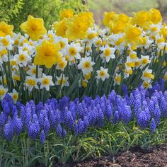 many yellow and white flowers are growing in the dirt near some blue lavenders,