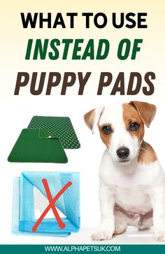 what to use instead of puppy pads