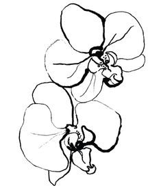 a black and white drawing of two flowers on a white background with the word,'orchid